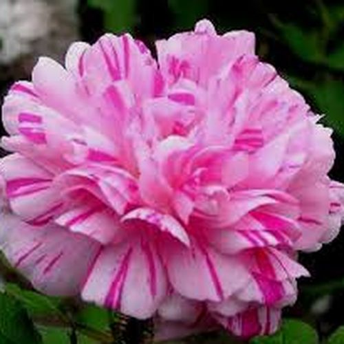 - - Historické růže - Machové růže / Rosa muscosa